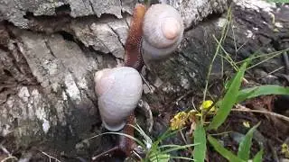 Acavus snail