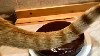 OGGI PREPARIAMO TORTA SACHER UN DOLCE SEMPLICE SEMPLICE 😉