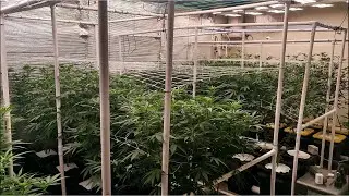 8 light RDWC new cycle Sunset sherbet Root Aphid battle episode 4