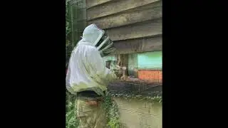 Honey Bee Hive Removal & Relocation &ndash; Manassas, VA (2025 Season Opener!) 🐝🏡