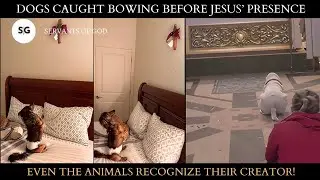 Even The Animals Recognize Their Creator