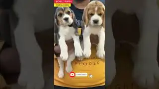 Top Quality Beagle | Both are Male | Know more details about Beagle Puppies | Best Beagle Puppies