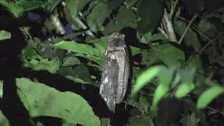 Colombia Birding - Magdalena Valley and Santa Marta
