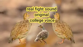 Real fight sound original college Gary francolin voice partridge shikar titr voice female ka awaaz 