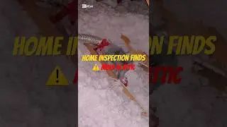Finding BLACK MOLD in an attic