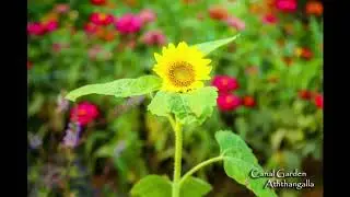 Morning Glamour @ Canal Garden Aththanagalla