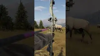 This Elk Walked 15 Yards Away From Me! 🔥😱 - Way of the Hunter #wayofthehunter #hunting #viral