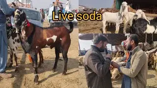 Live deal |Kajlay chtray|ambersari bakray Makhi chanay bakray|mudray| Lahore mandi lovers
