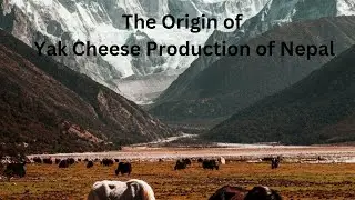 Yak Cheese Production in Nepal
