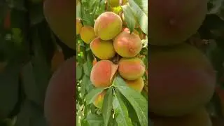 peach cultivation in Hoshiarpur