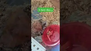 Lazy Lunch #hamsters #lazy but #cute  #lunch