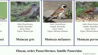Oiseau, ordre Passeriformes, famille Passeridae moineau domesticus point des birds mer blanc gorge