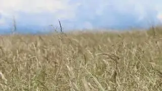 Wind in The Grass, Crickets, Birds / Relaxing Sound Of Wind