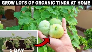 Grow Lots Of Tinda/Apple Gourd At Home|SEED TO HARVEST|घर पर ढेर सारे टिंडा उगाएं| 90 DAYS UPDATE😀
