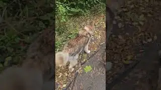 At it again, Out Dog Walking with Sabre and Benji (Williams Dog Walking Telford UK) 10/10/25