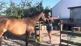 Dancer & Hazel Equiagility July 2025
