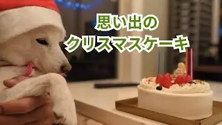 【思い出】先代犬チロさんを想いながら迎える 今年のクリスマス