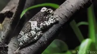 Enigmatic Bird's Aquatic Dance Amidst the Verdant Wilderness