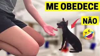 como fazer um pinscher obedecer