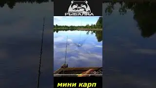 #shorts  #🎮мини карп🎮# Russian Fishing#