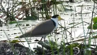 Masked Lapwing,  Mundoolun Qld