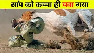 Craziest Animal Battles Caught on Camera Part 1}| Fact Tech In Hindi