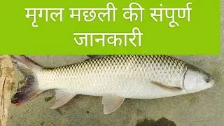 मृगल मछली की संपूर्ण जानकारी.  || mirgal fish farming