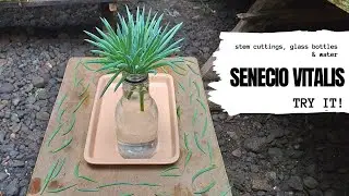 #gardening 79 : SENECIO VITALIS - stem cuttings, glass bottles, and water - TRY IT!