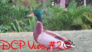 Disney College Program SA 2015 Vlog # 20 | An Afternoon In EPCOT