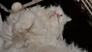 Sleeping but Watching: When Cats Nap with Their Eyes Open!