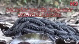 Thử Thách Sinh Tồn  Trong Rừng Amazon Cùng Ed Stafford#sinhtonhoangda #sinhtonrung #kyNangSinhTon