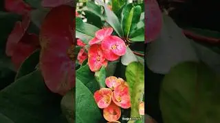Crown of Thorns Flower 🌸 | Euphorbia Milii | Beautiful Garden Bloom | Nature Shorts