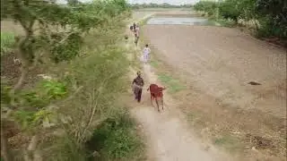 Al Haram Cattle Farm