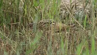 BITTERN AT MINSMERE