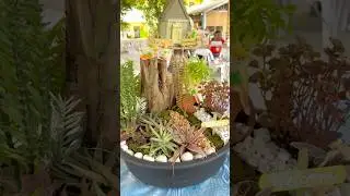 Our dish garden entry #dishgarden #dishgardening #dishgardencontest