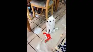 American Eskimo Dog Puppies