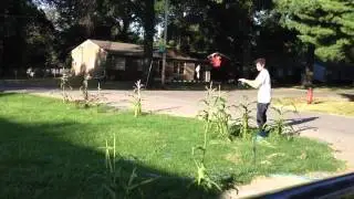 how to detassel corn - lazy man's approach