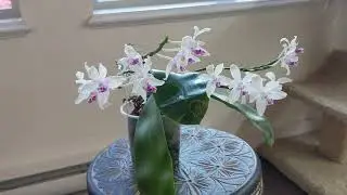 Phalaenopsis fimbriata 2025