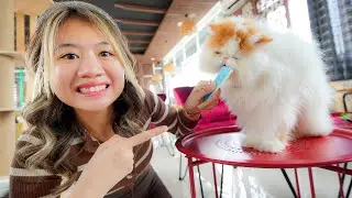 KUCING INI BIKIN GEMES!! SEHARIAN MAIN SAMA KUCING!!
