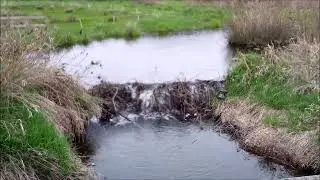 BEAVER DAM CONTROLS THE TIDES