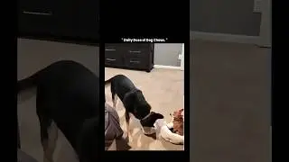 Daily Dose of Dog Chaos top 10 #funnyvideo #dog #dogshorts