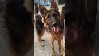 Rocky vs kabootar
