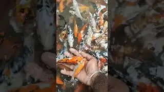 അല നുരയുമൊരരുവിയിലൊരു ചെറു മണിമര നിഴലിൽ 