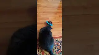 Кеша. Летающая тарелка.Kesha. Flying saucer.