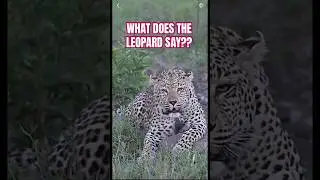 Nature is mind blowing 🤯 #shorts #wildlife #naturehumor #memes #funny #humormemes #poem #poetry