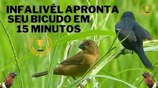 Bicudo fêmea chamando!