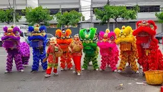Intense Chinese Lion dance in Bangkok (dangerous acrobatics!)