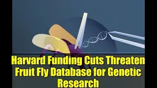 Harvard Funding Cuts Threaten Fruit Fly Database for Genetic Research | What You Need to Know