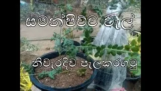 සමන්පිච්ච වැල් පැලකිරිම samanpichcha wel paelakirima jasmin planting Home gardening ගෙවතු වගාව