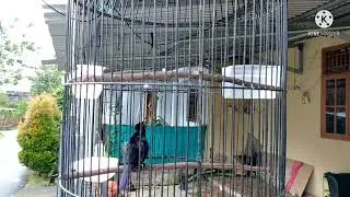 Terapi Kolibri Black Sunbird Gacor || Black Sunbird || Masteran Kolibri Black Sunbird